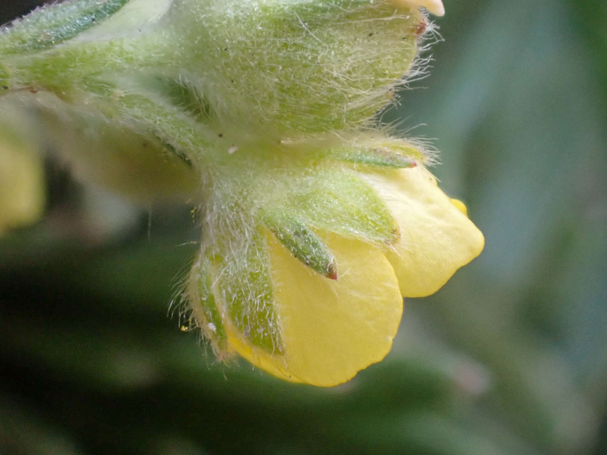 Image of Potentilla jepsonii var. kluanensis