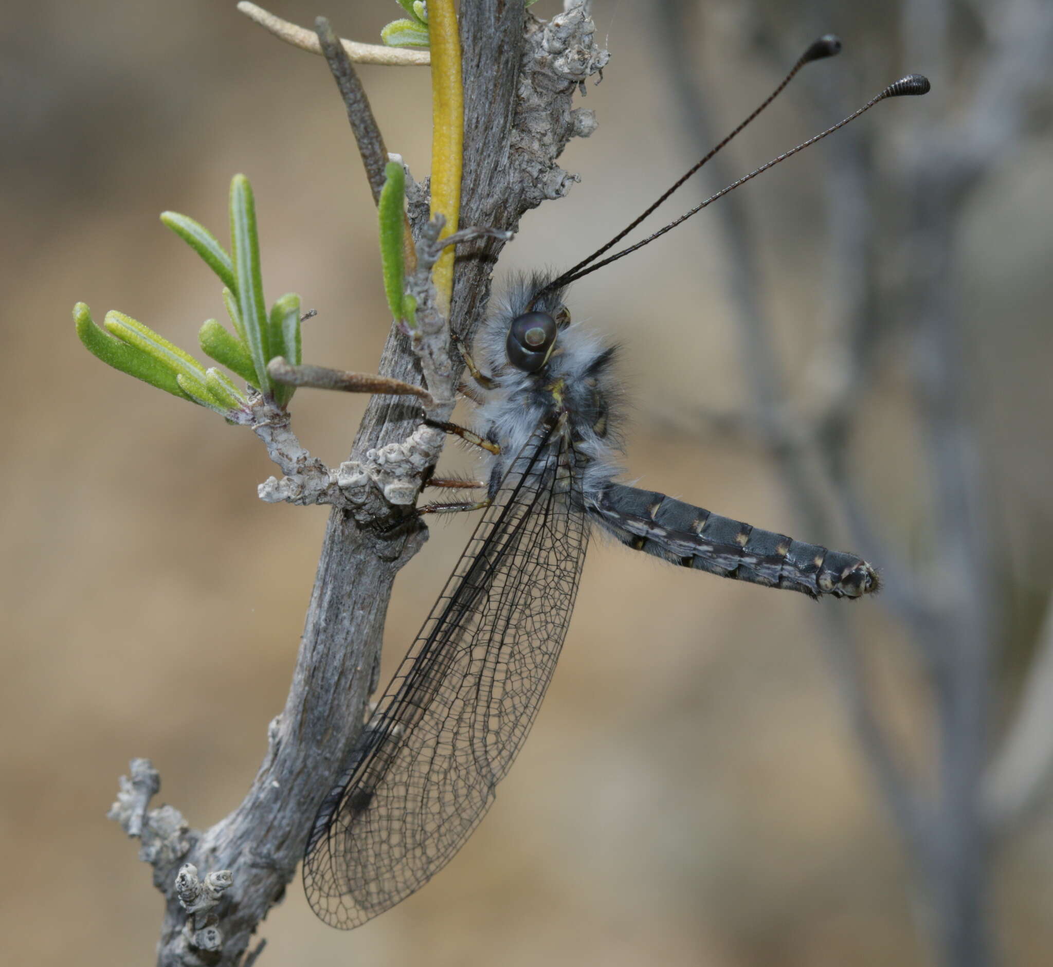 Sivun Bubopsis agrionoides (Rambur 1838) kuva