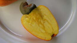 Image of cashew