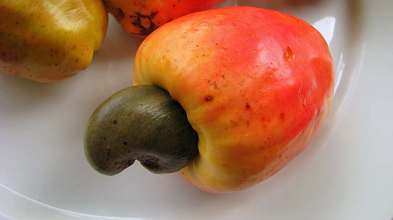 Image of cashew