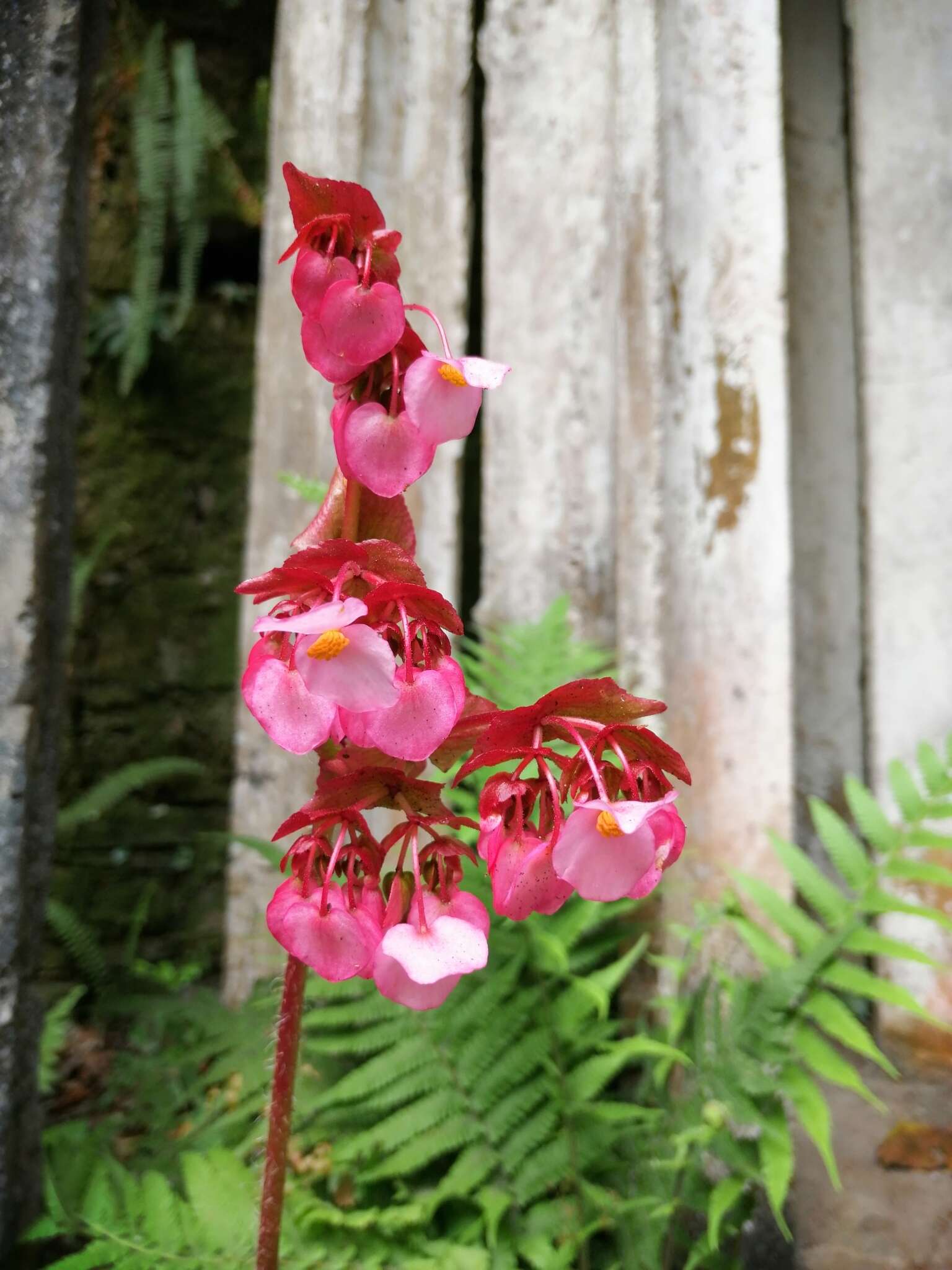 Image of starleaf begonia