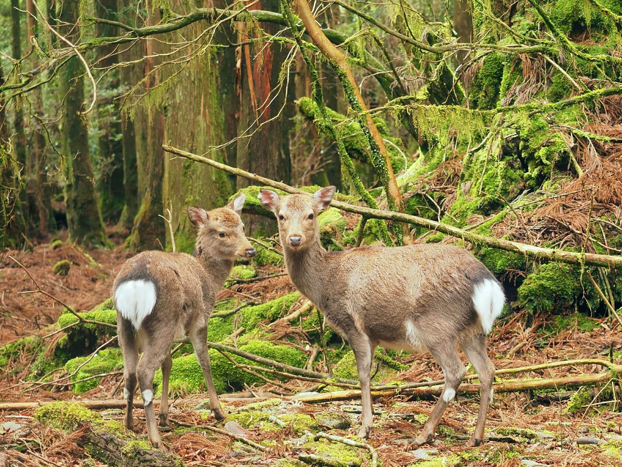 Sivun Cervus nippon yakushimae Kuroda & Okada 1950 kuva