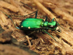 Image of Six Spotted Tiger Beetle