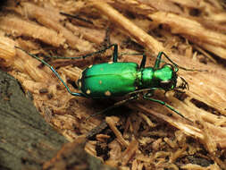 Imagem de Cicindela (Cicindela) sexguttata Fabricius 1775