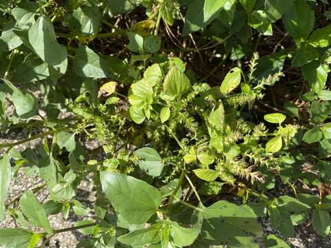 Acalypha setosa A. Rich.的圖片