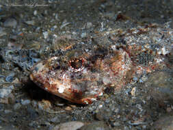 Image of Mushroom Scorpionfish