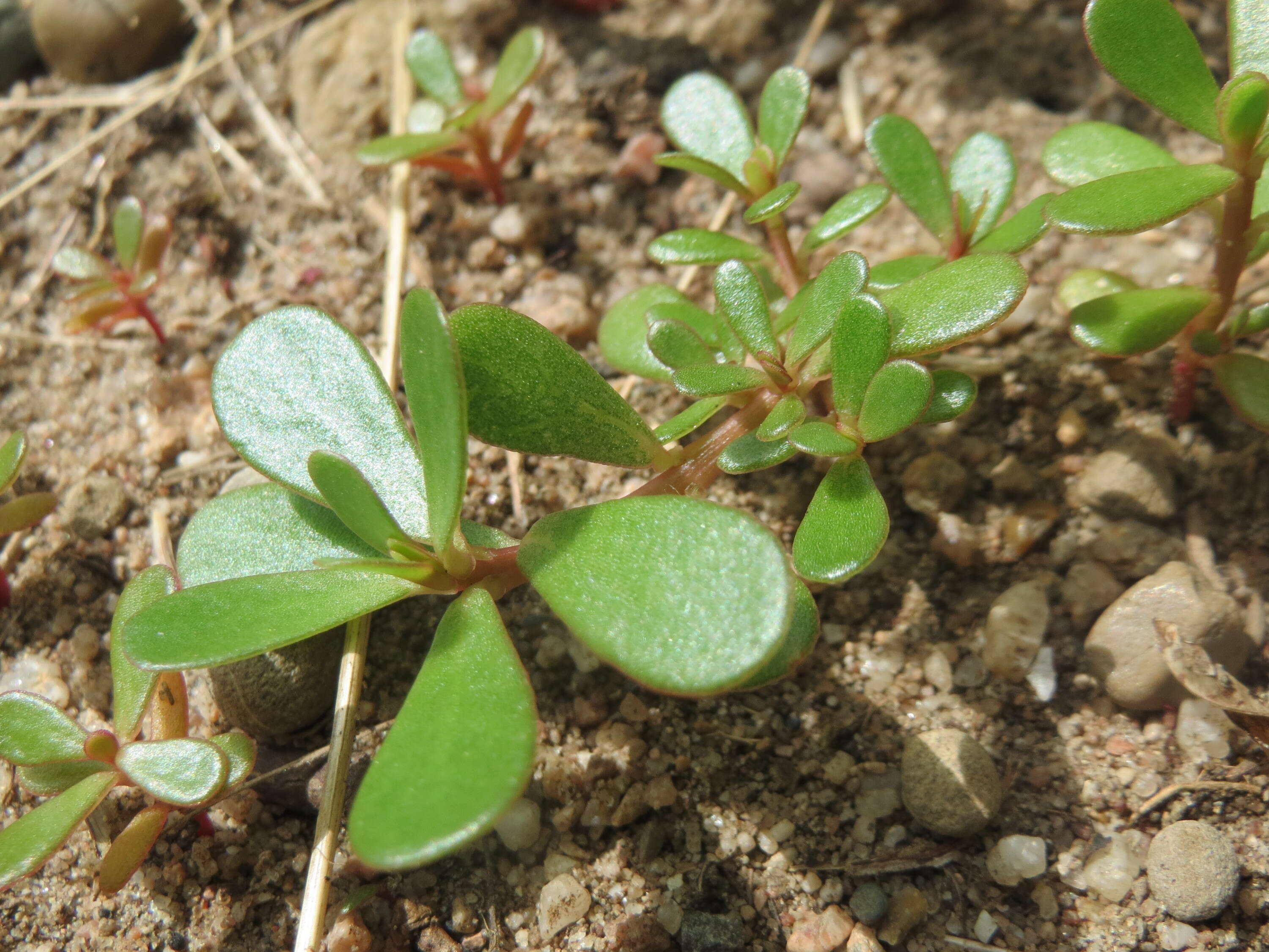 Image of common purslane