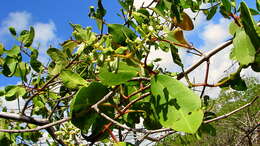 Image of White Mangroves