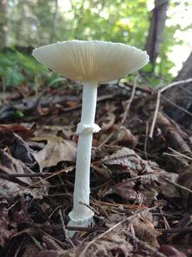 Image de Amanita multisquamosa Peck 1901