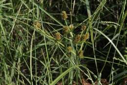 Cyperus dipsaceus Liebm.的圖片