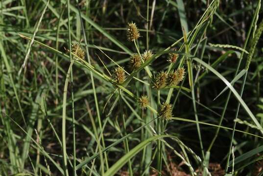 Слика од Cyperus dipsaceus Liebm.