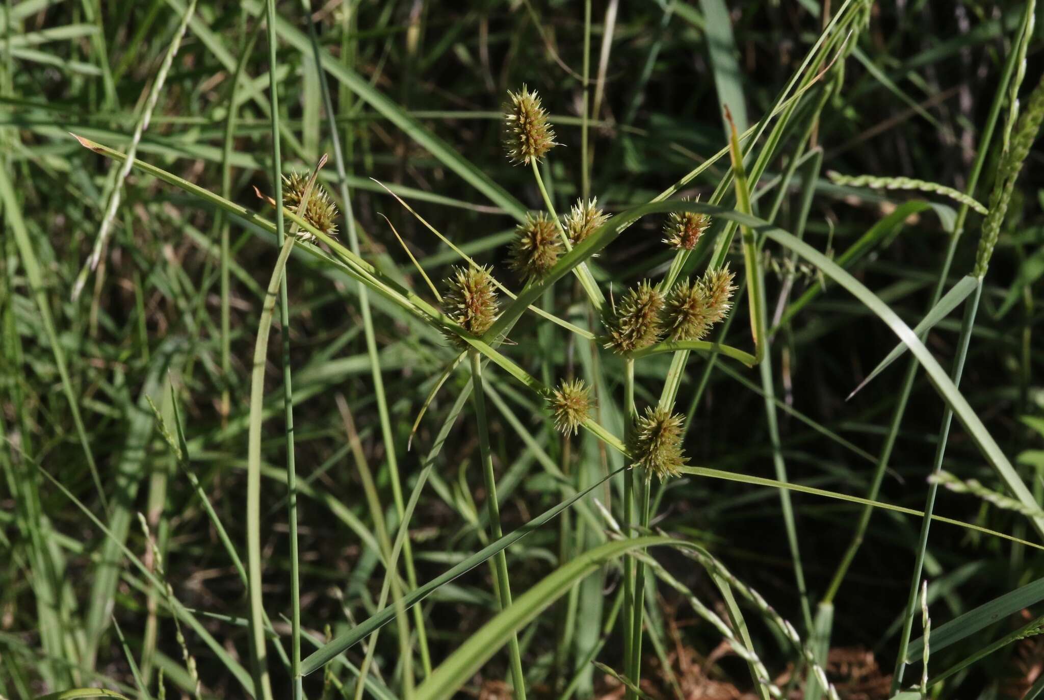 Imagem de Cyperus dipsaceus Liebm.