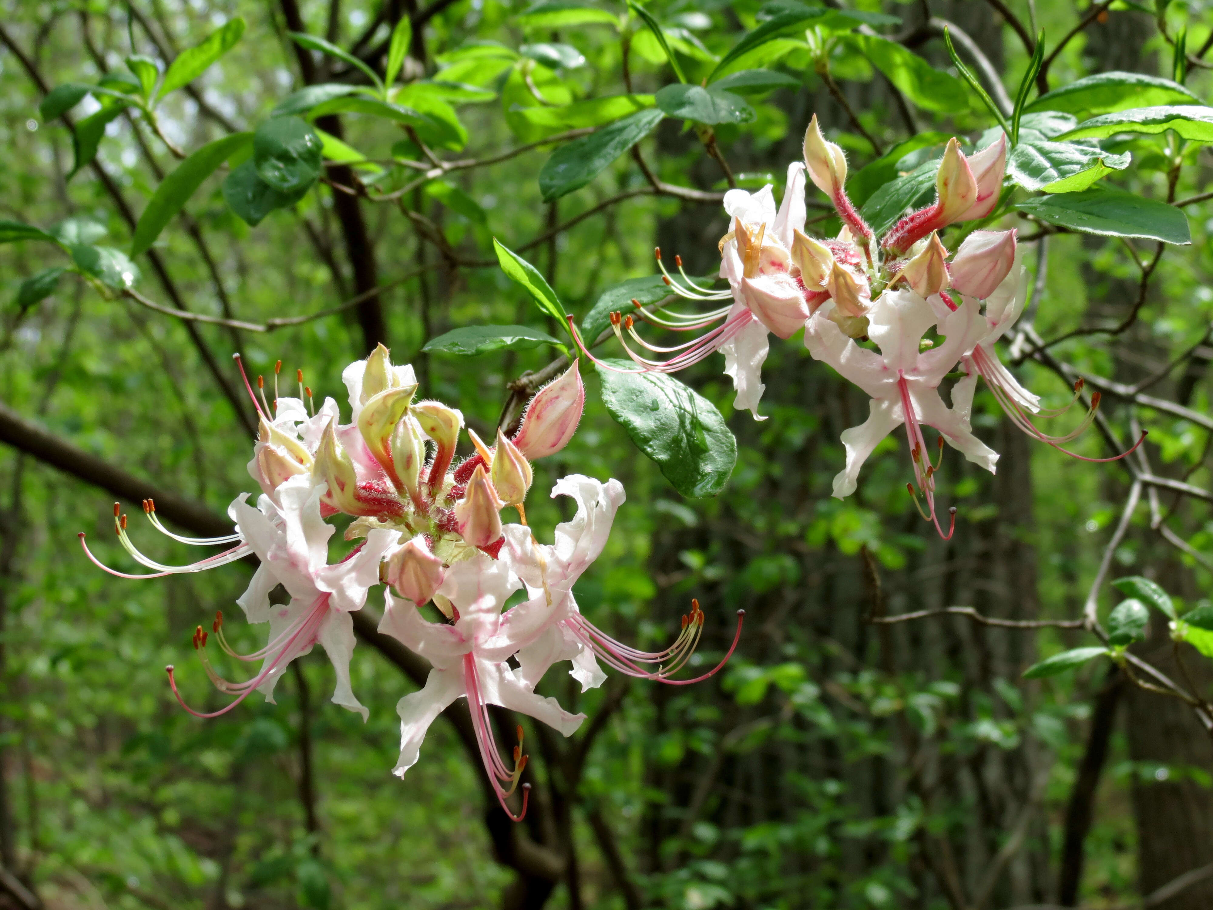 Image of pink azalea