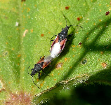 Image de Oxycarenus (Oxycarenus) lavaterae Fabricius & J. C. 1787