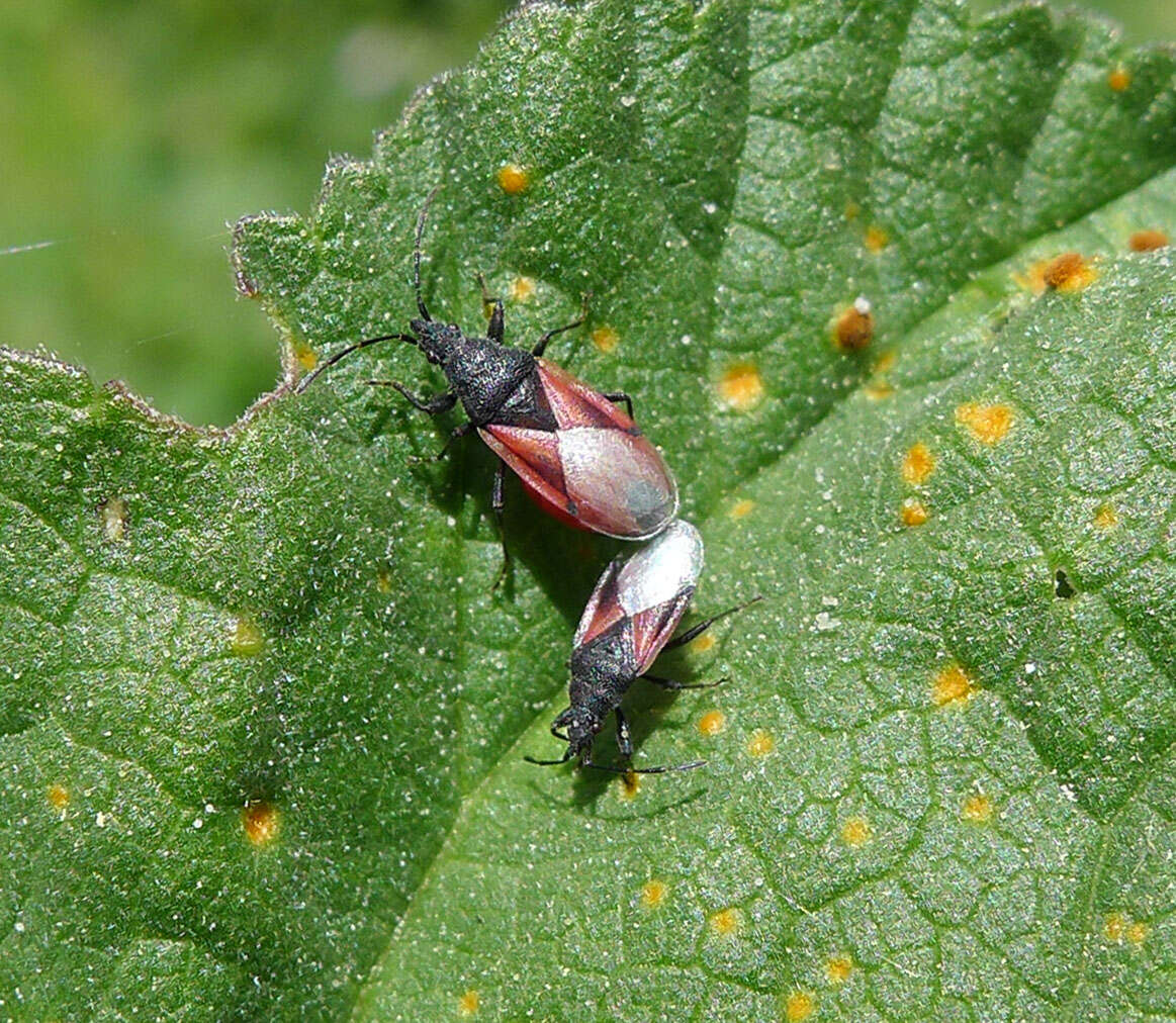 Image de Oxycarenus (Oxycarenus) lavaterae Fabricius & J. C. 1787