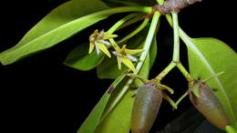 Image of red mangrove