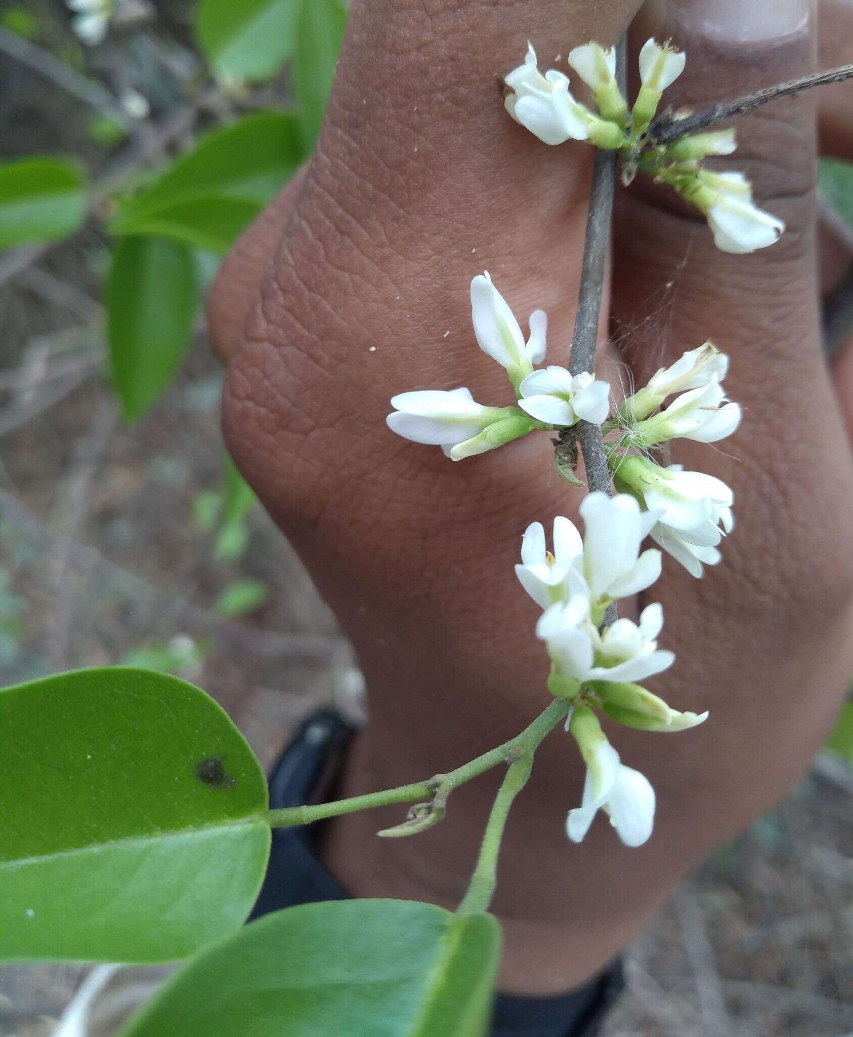 Plancia ëd Dalbergia brownei (Jacq.) Urb.