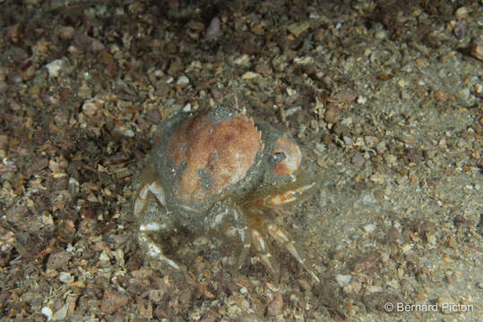 Image of circular crab