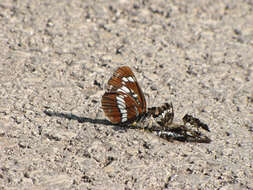 Image of Neptis rivularis Scopoli 1763