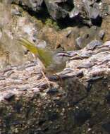 Image of Riverbank Warbler