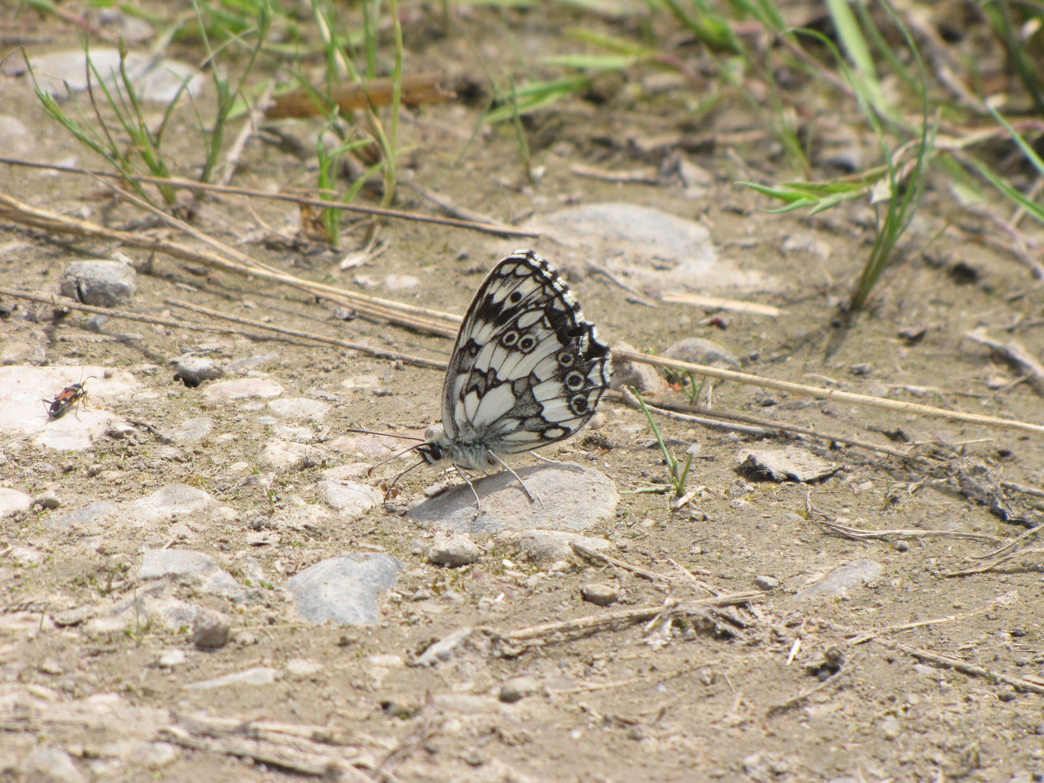 Image of marbled white