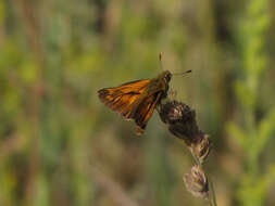 Image of Ochlodes sylvanus