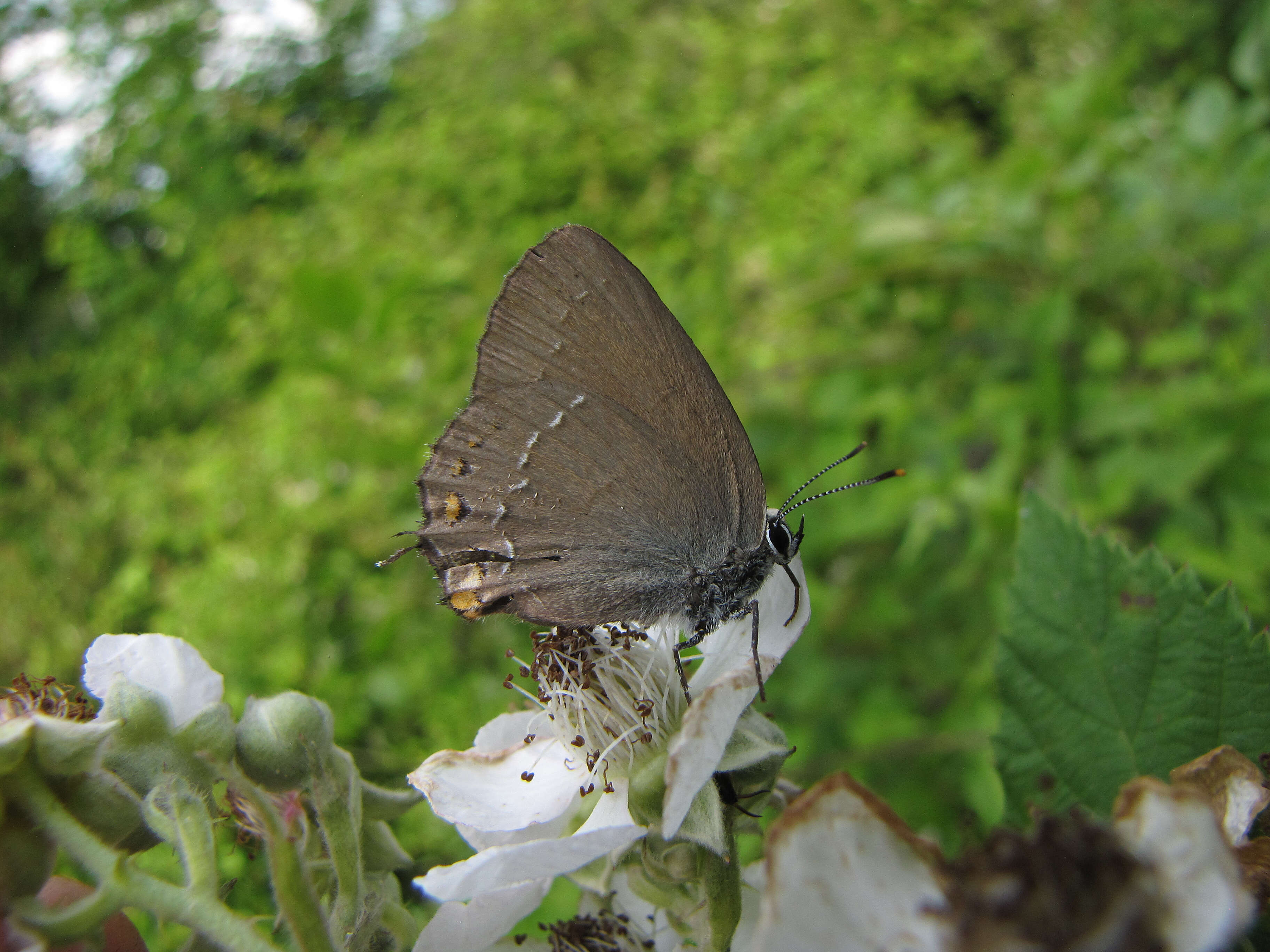 Image of Satyrium ilicis