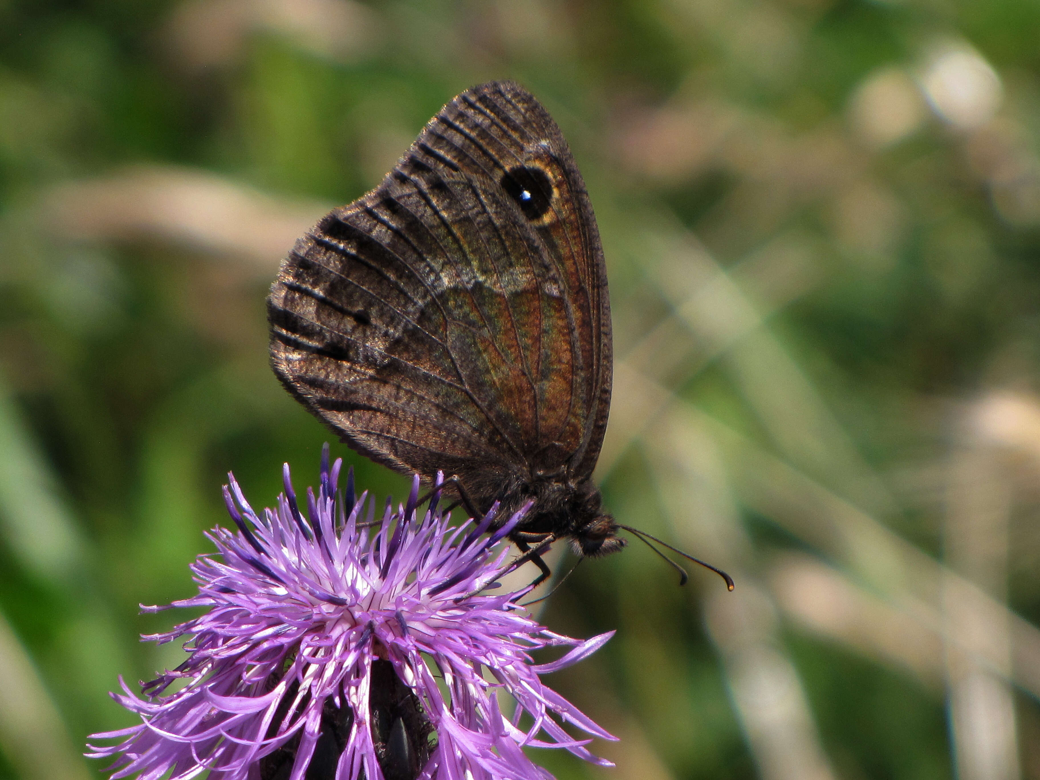 Imagem de Satyrus ferula