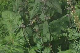 Image of Phlomoides alpina (Pall.) Adylov, Kamelin & Makhm.