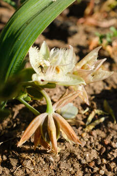 صورة Calochortus westonii Eastw.