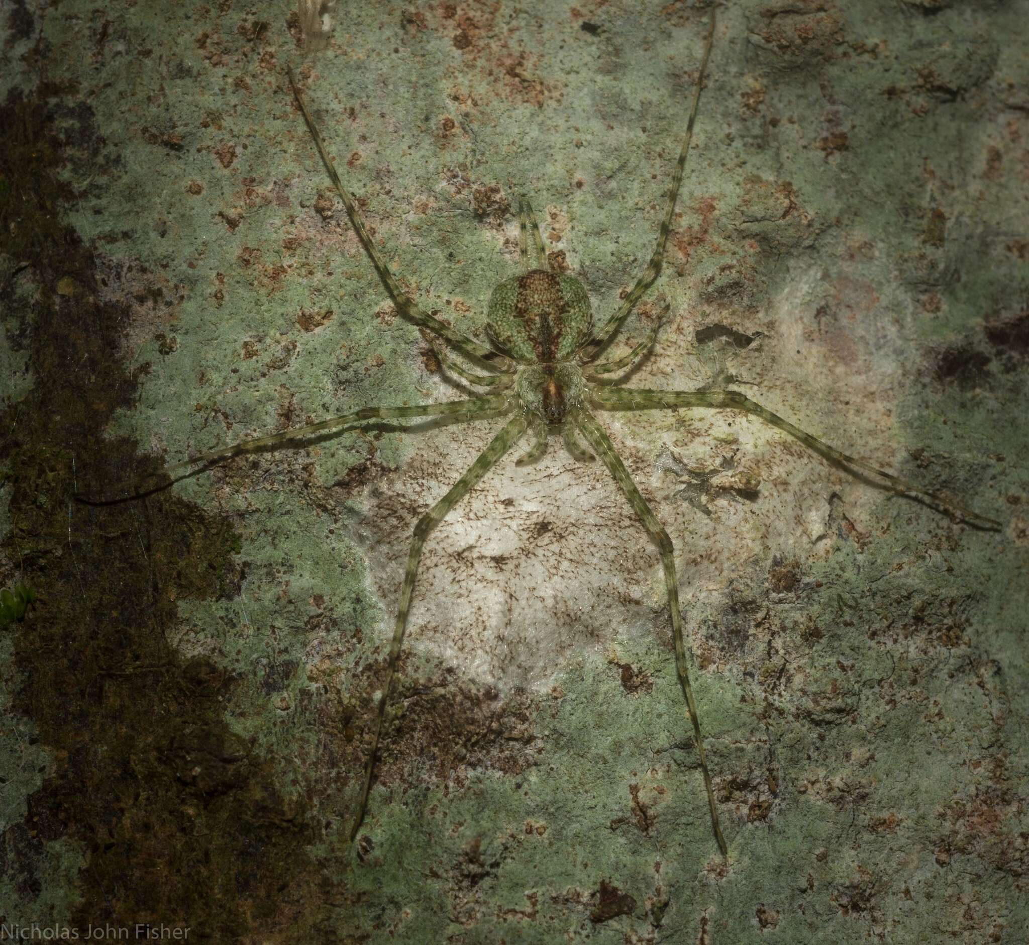 Image of Tamopsis tweedensis Baehr & Baehr 1987