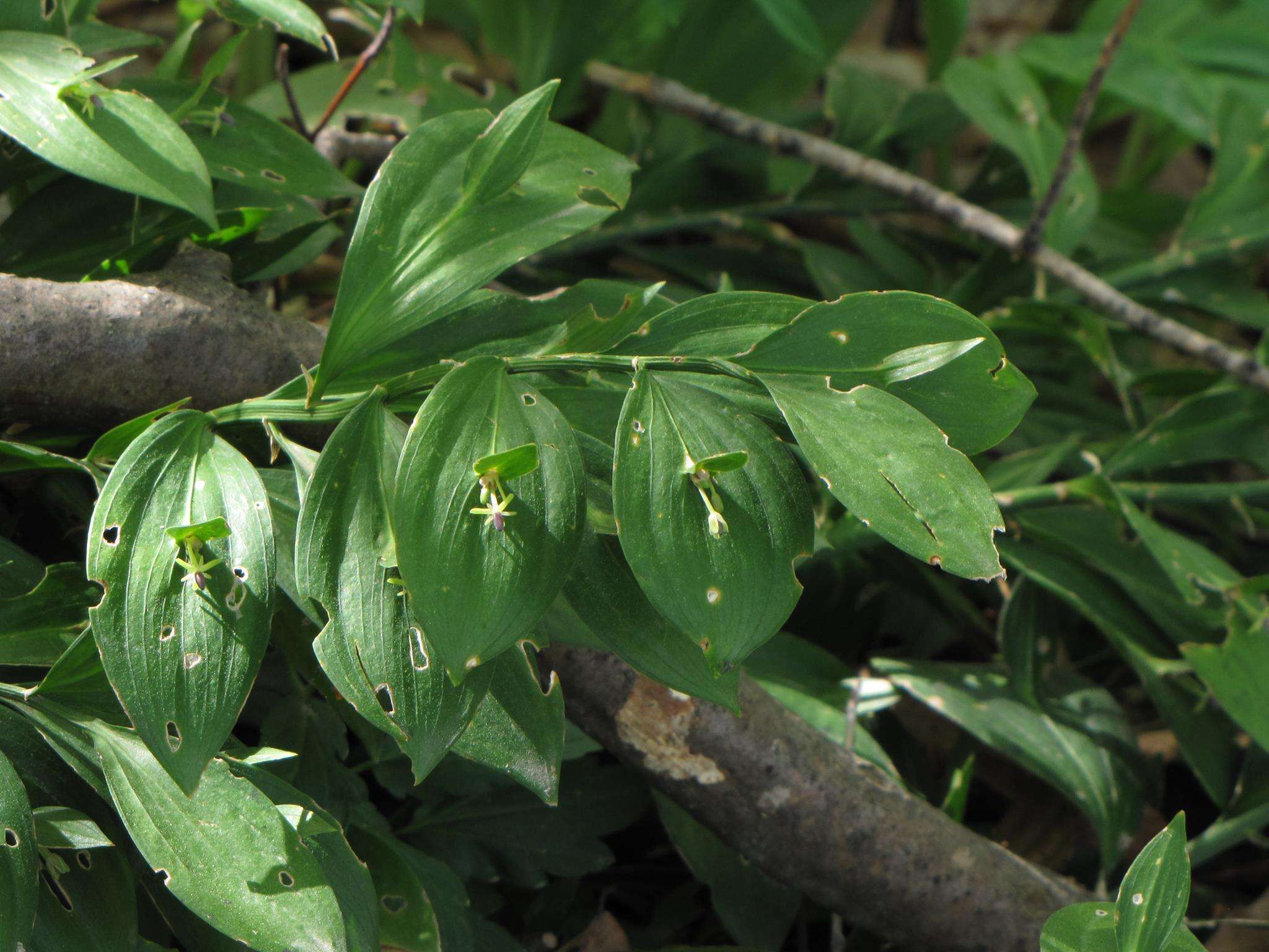 Imagem de Ruscus hypoglossum L.