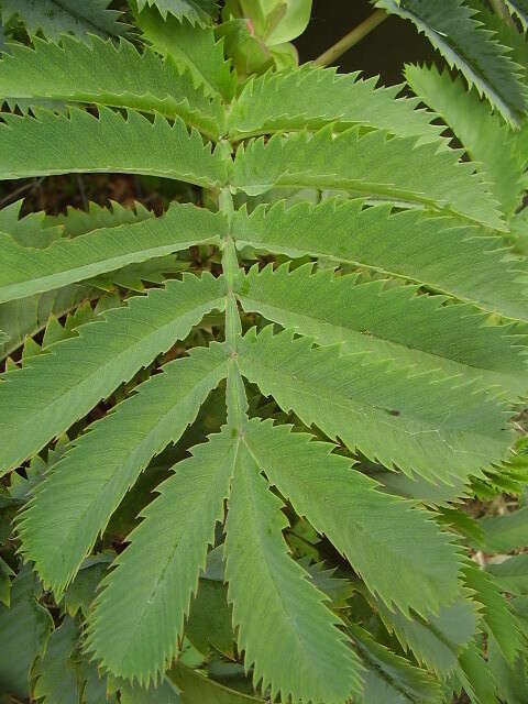 Image de Melianthus major L.