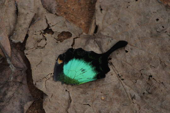 Image of Malabar Banded Peacock