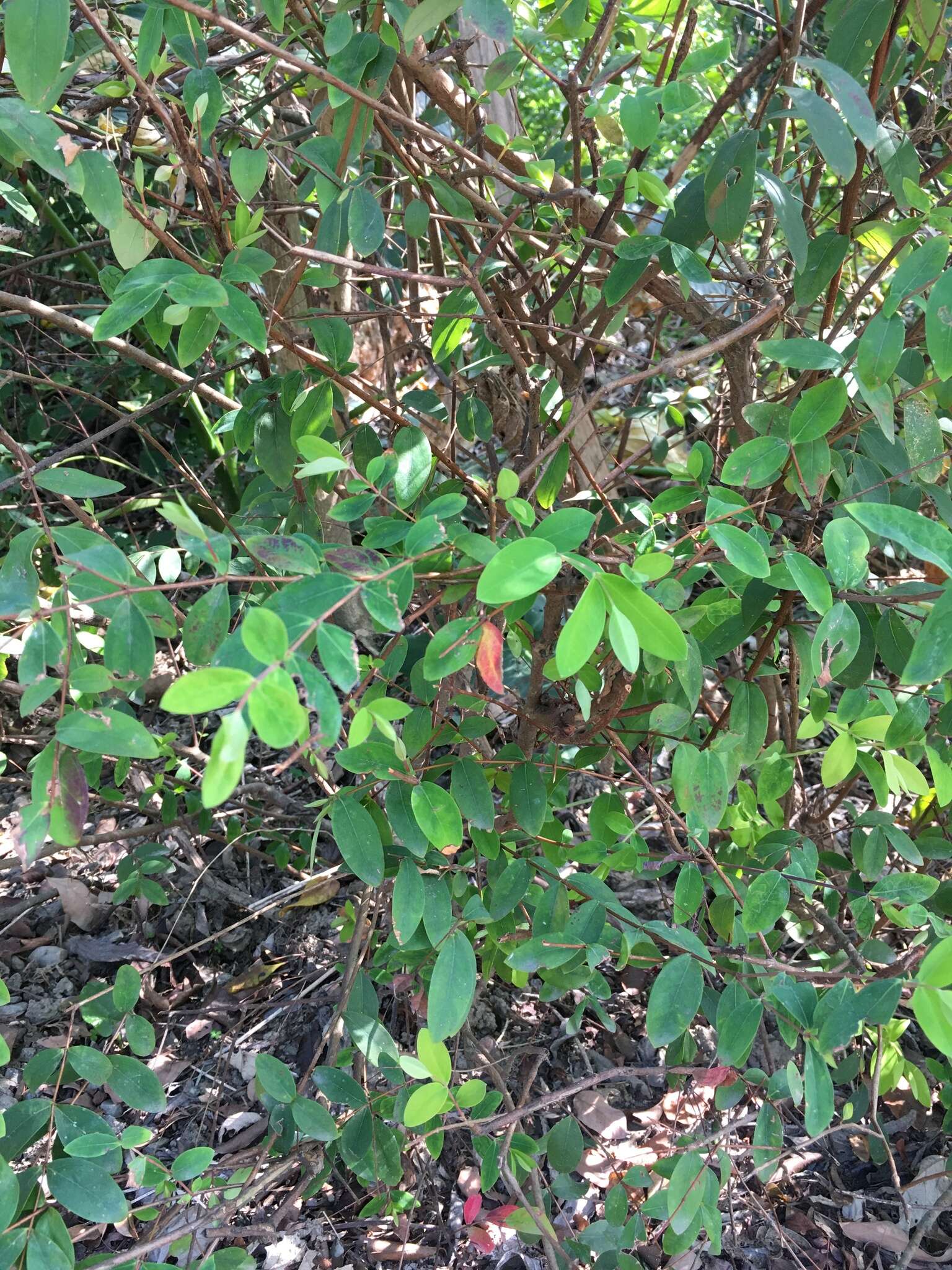 Image of Hypericum geminiflorum Hemsl.