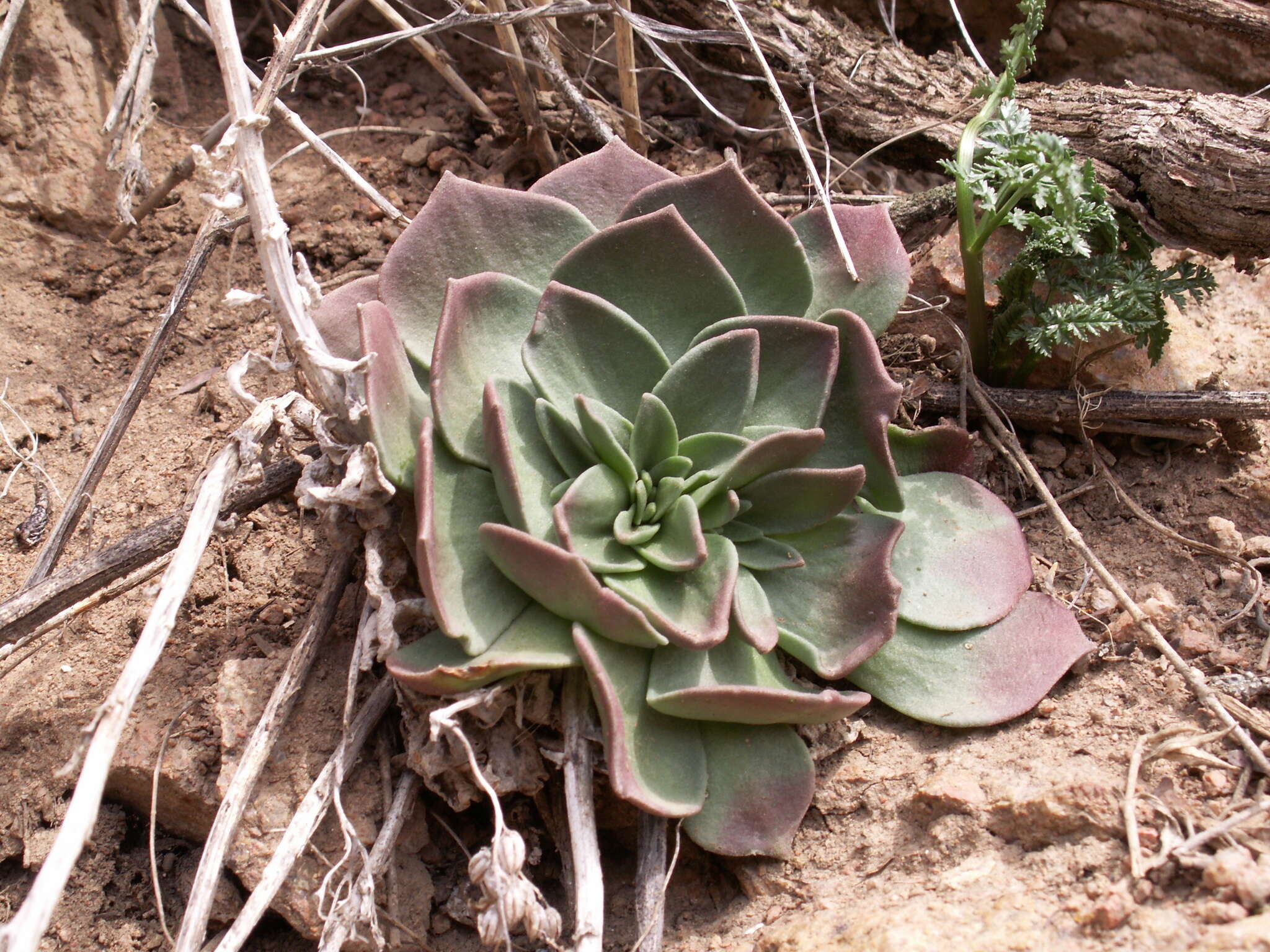 Rosularia glabra (Regel & C. Winkl.) Berger resmi