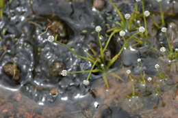 Image of Gulf Pipewort