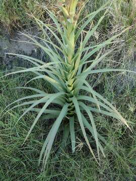 Image de Eryngium eburneum Decne.