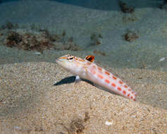 Image of Parapercis schauinslandi