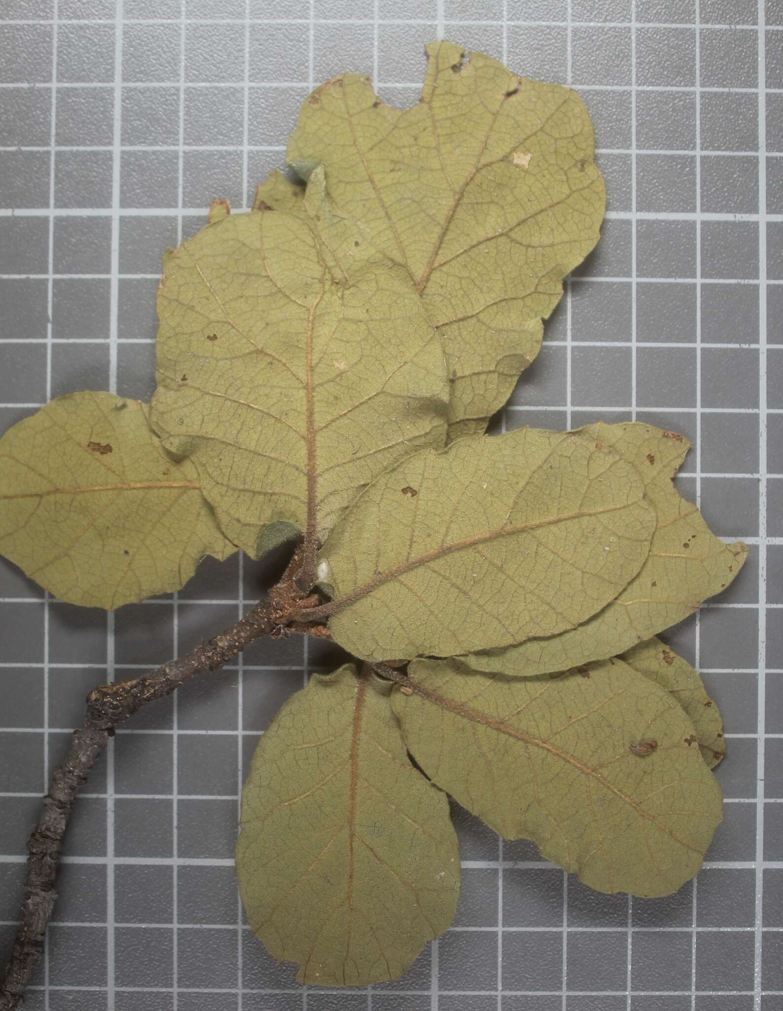 Image of Quercus obtusata Bonpl.