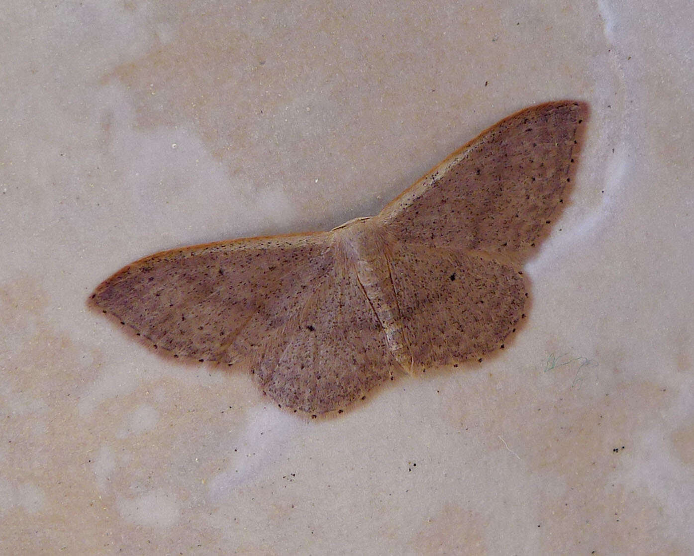 Image of Idaea eugeniata Millière 1872