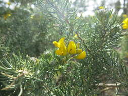 Image of Adenocarpus decorticans Boiss.