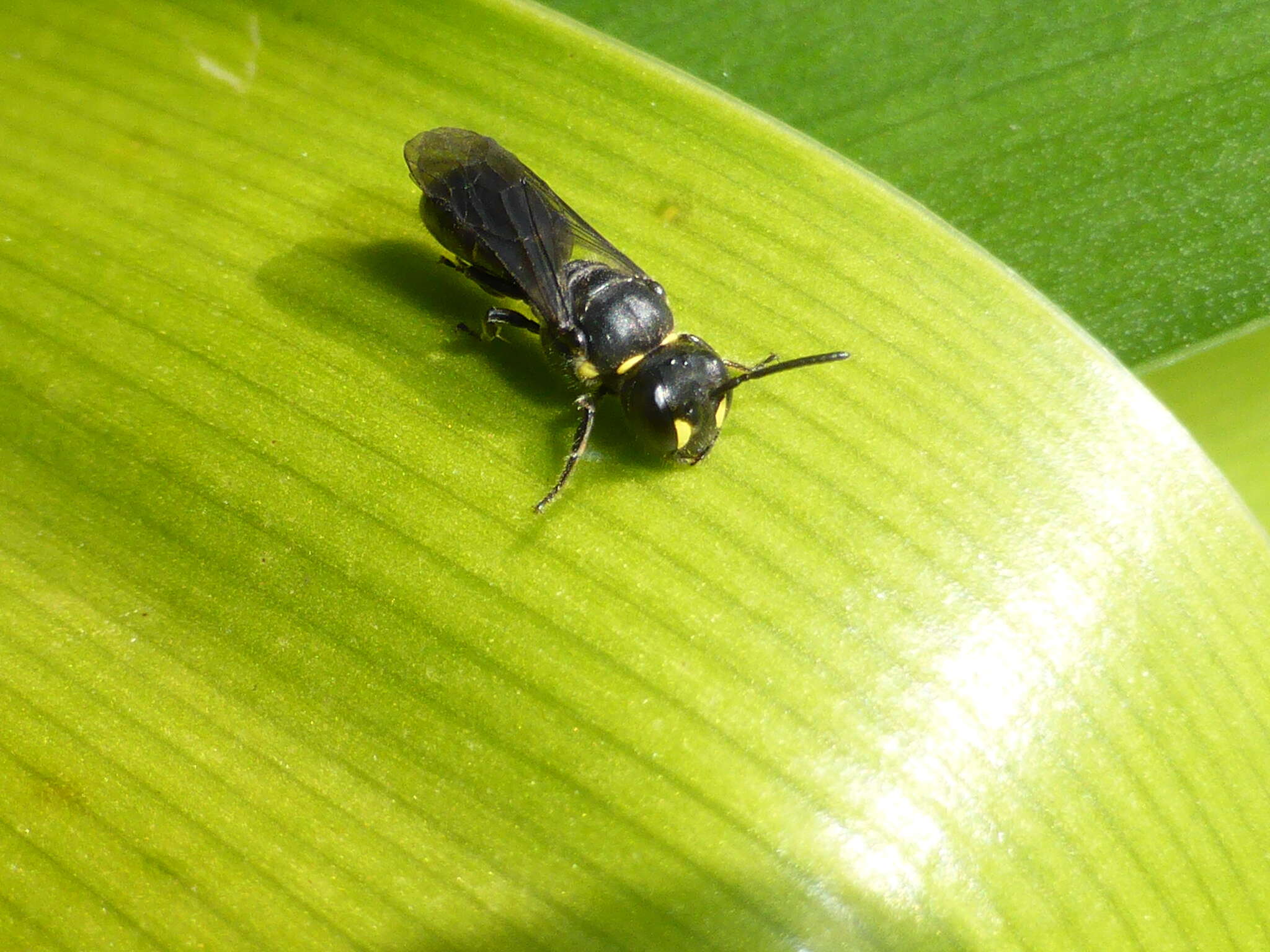 Image of Māori Masked Bee