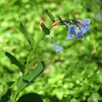 Mertensia virginica (L.) Pers. ex Link resmi