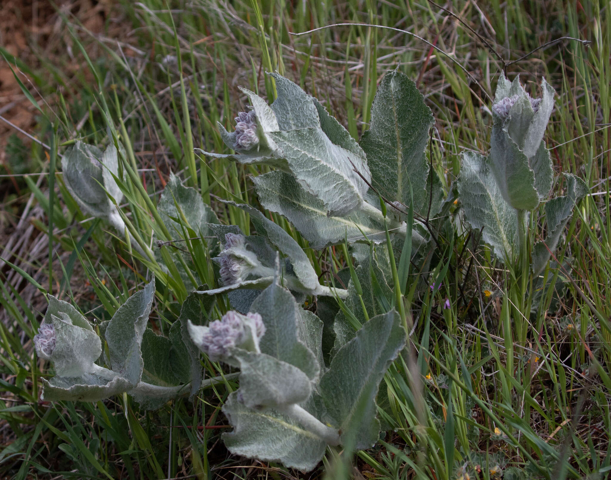 Imagem de Asclepias californica subsp. greenei Woods.