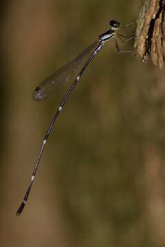 Protosticta gravelyi Laidlaw 1915的图像