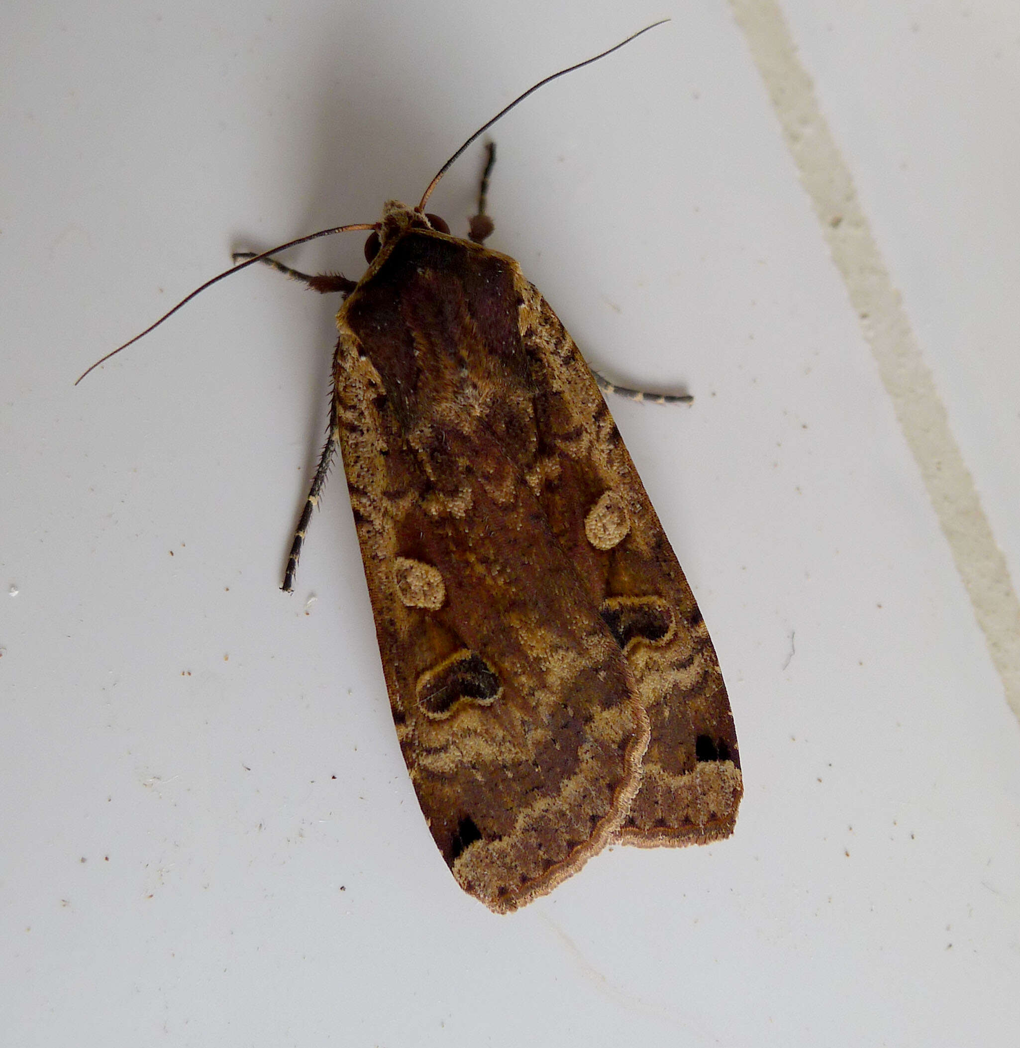 Image of Large Yellow Underwing