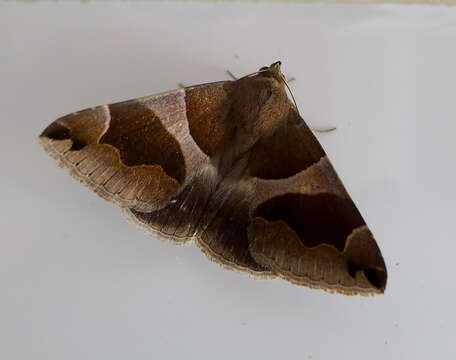 Image of Dysgonia algira Linnaeus 1767