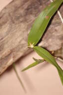 Image of dwarf butterfly orchid
