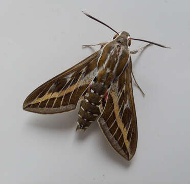 Image of striped hawk-moth